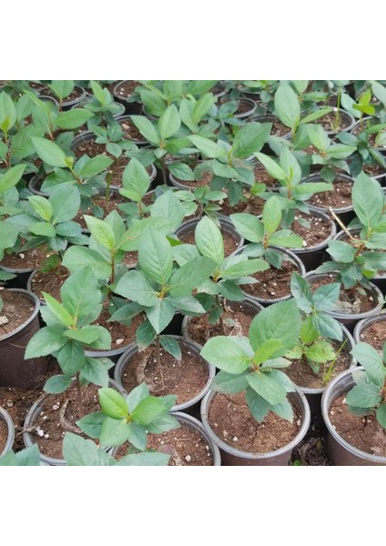20 Adet Nero Siyah Aronya Aronia Chokeberry Fidesi (10-15 Cm)