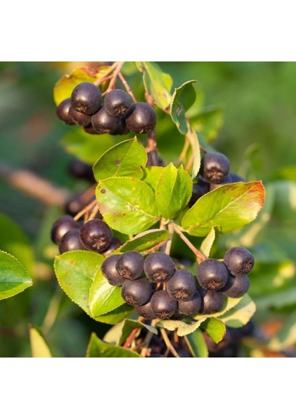 50 Adet Viking Siyah Aronya Aronia Chokeberry Fidesi (10-15 Cm)