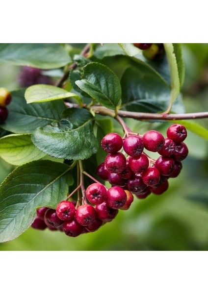 100 Adet Katya Kırmızı Aronya Aronia Chokeberry Fidesi (10-15 Cm)