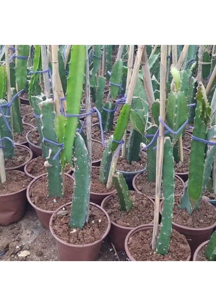 Saksıda Bodur Pitaya Pakedi (Beyaz-Sarı-Kırmızı)