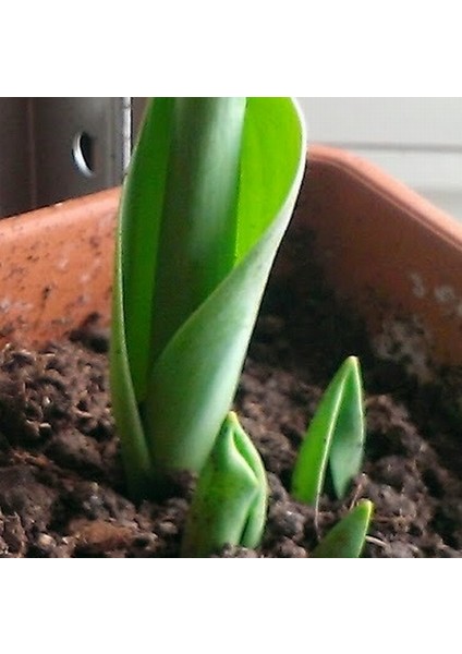 25 Adet 10 Farklı Renk Hyacinthus Çiçeği Tohumu + 10 Adet K.renk Gül Çiçek Tohumu