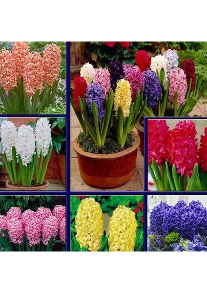 50 Adet 10 Farklı Renk Hyacinthus Çiçeği Tohumu + 10 Adet K.renk Gül Çiçek Tohumu