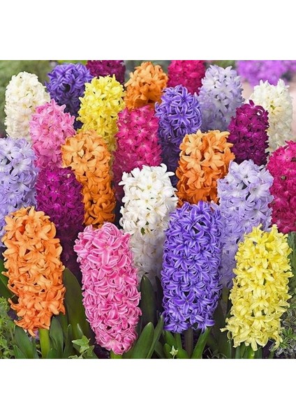 50 Adet 10 Farklı Renk Hyacinthus Çiçeği Tohumu + 10 Adet K.renk Gül Çiçek Tohumu