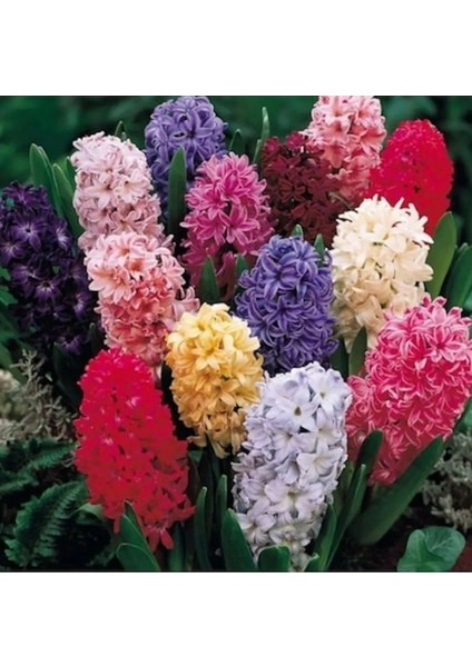 100 Adet 10 Farklı Renk Hyacinthus Çiçeği Tohumu + 10 Adet K.renk Gül Çiçek Tohumu