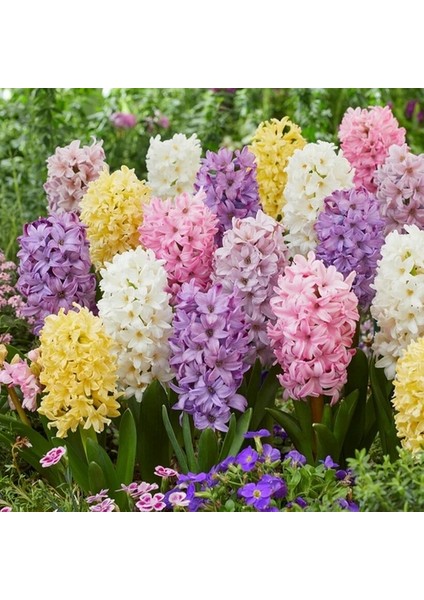 10 Adet 10 Farklı Renk Hyacinthus Çiçeği Tohumu + 10 Adet K.renk Gül Çiçek Tohumu