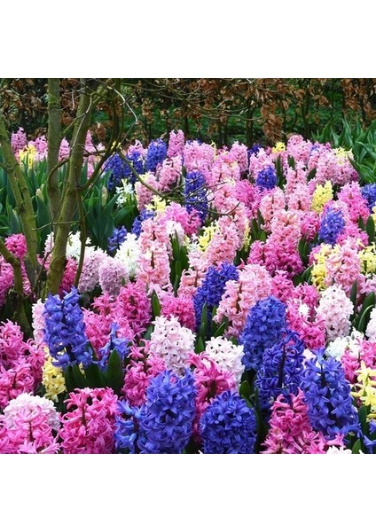 10 Adet 10 Farklı Renk Hyacinthus Çiçeği Tohumu + 10 Adet K.renk Gül Çiçek Tohumu