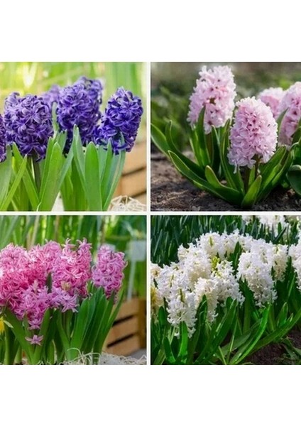 100 Adet 10 Farklı Renk Hyacinthus Çiçeği Tohumu + 10 Adet K.renk Gül Çiçek Tohumu