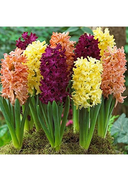 10 Adet 10 Farklı Renk Hyacinthus Çiçeği Tohumu + 10 Adet K.renk Gül Çiçek Tohumu