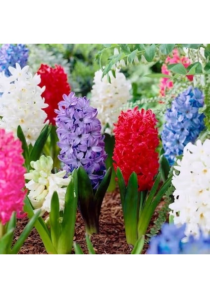 10 Adet 10 Farklı Renk Hyacinthus Çiçeği Tohumu + 10 Adet K.renk Gül Çiçek Tohumu