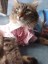 Kurdeleli Pembe Dişi Gömlek Kedi Köpek Kıyafeti Elbisesi 4