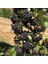 20 Adet Nero Siyah Aronya Aronia Chokeberry Fidesi (10-15 Cm) 1