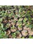 20 Adet Nero Siyah Aronya Aronia Chokeberry Fidesi (10-15 Cm) 2