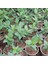 20 Adet Nero Siyah Aronya Aronia Chokeberry Fidesi (10-15 Cm) 3