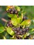 50 Adet Viking Siyah Aronya Aronia Chokeberry Fidesi (10-15 Cm) 1