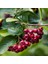 100 Adet Katya Kırmızı Aronya Aronia Chokeberry Fidesi (10-15 Cm) 1