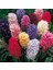 100 Adet 10 Farklı Renk Hyacinthus Çiçeği Tohumu + 10 Adet K.renk Gül Çiçek Tohumu 1