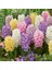 10 Adet 10 Farklı Renk Hyacinthus Çiçeği Tohumu + 10 Adet K.renk Gül Çiçek Tohumu 1