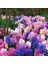 10 Adet 10 Farklı Renk Hyacinthus Çiçeği Tohumu + 10 Adet K.renk Gül Çiçek Tohumu 1