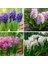 100 Adet 10 Farklı Renk Hyacinthus Çiçeği Tohumu + 10 Adet K.renk Gül Çiçek Tohumu 1