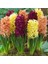 10 Adet 10 Farklı Renk Hyacinthus Çiçeği Tohumu + 10 Adet K.renk Gül Çiçek Tohumu 1