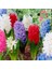 10 Adet 10 Farklı Renk Hyacinthus Çiçeği Tohumu + 10 Adet K.renk Gül Çiçek Tohumu 1