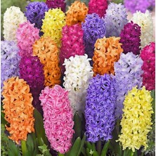 Day 25 Adet 10 Farklı Renk Hyacinthus Çiçeği Tohumu + 10 Adet Hollanda Gülü Çiçek Tohumu