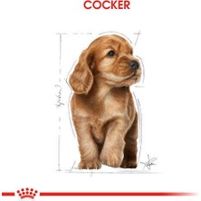 Royal Canin Cocker Junior Yavru Köpek Maması 3 kg