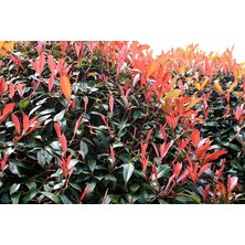 Nisa Fidancılık Alev Ağacı [photinia] Fidanı 50-70  cm Boy