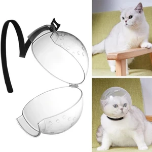 Kedi Bakım ve Koruma Küresi
