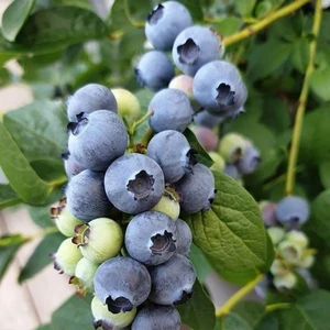 Berke Fidancılık Meyve Verme Durumunda Darrow Cinsi Yaban Mersini Blueberry Fidanı, Tüplü