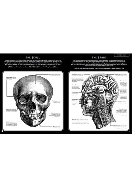 İllumanatomy - Fanny Joly