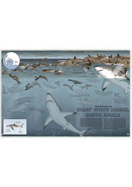 Atlas Of Ocean Adventures modelleri