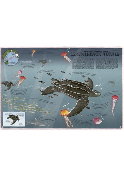 Atlas Of Ocean Adventures indirimleri