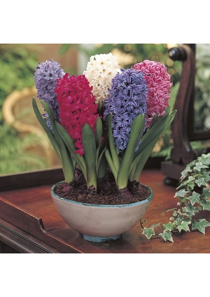 25 Adet 10 Farklı Renk Hyacinthus Çiçeği Tohumu + 10 Adet Hollanda Gülü Çiçek Tohumu