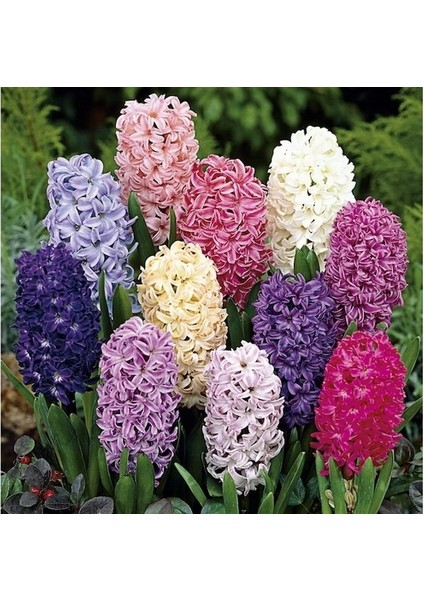 10 Adet 10 Farklı Renk Hyacinthus Çiçeği Tohumu + 10 Adet Gökkuşağı Gülü Çiçek Tohumu