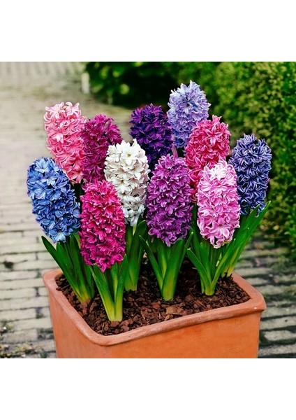 10 Adet 10 Farklı Renk Hyacinthus Çiçeği Tohumu + 10 Adet Orkide Çiçek Tohumu