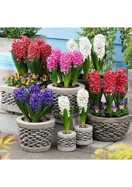 25 Adet 10 Farklı Renk Hyacinthus Çiçeği Tohumu + 10 Adet Orkide Çiçek Tohumu