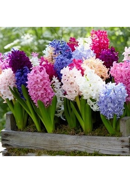 50 Adet 10 Farklı Renk Hyacinthus Çiçeği Tohumu + 10 Adet Orkide Çiçek Tohumu