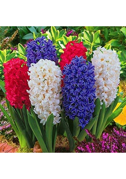 100 Adet 10 Farklı Renk Hyacinthus Çiçeği Tohumu + 10 Adet Orkide Çiçek Tohumu