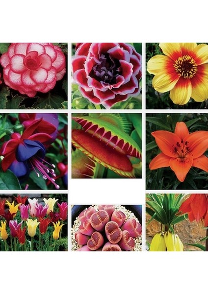 100 Adet 10 Farklı Renk Hyacinthus Çiçeği Tohumu + 10 Adet Orkide Çiçek Tohumu