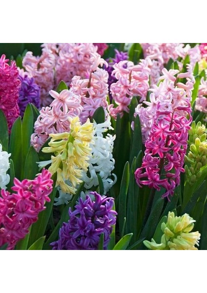 50 Adet 10 Farklı Renk Hyacinthus Çiçeği Tohumu + 10 Adet Orkide Çiçek Tohumu