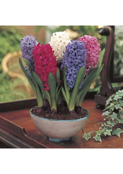 25 Adet 10 Farklı Renk Hyacinthus Çiçeği Tohumu + 10 Adet Orkide Çiçek Tohumu