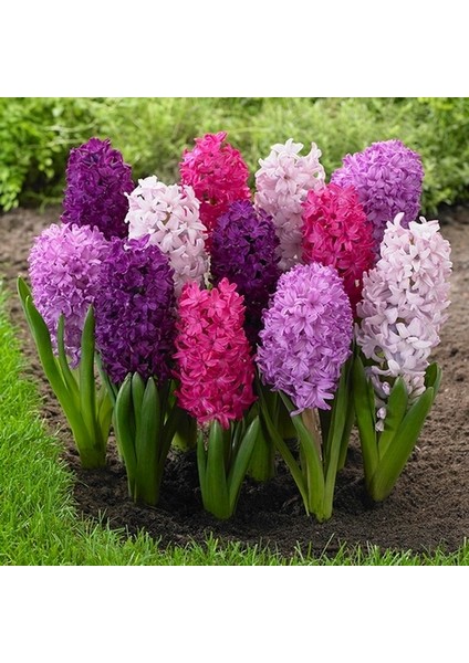 10 Adet 10 Farklı Renk Hyacinthus Çiçeği Tohumu + 10 Adet Gökkuşağı Gülü Çiçek Tohumu