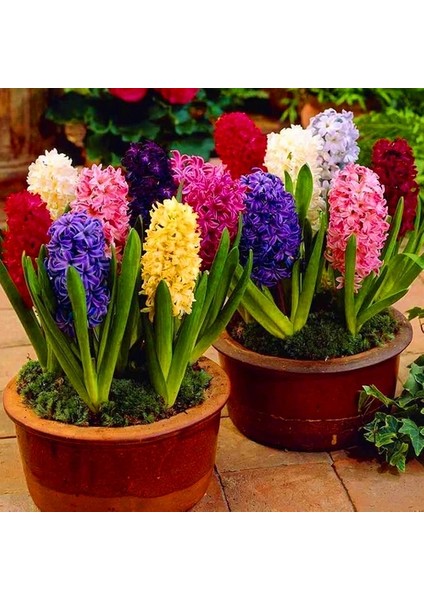 25 Adet 10 Farklı Renk Hyacinthus Çiçeği Tohumu + 10 Adet Gökkuşağı Gülü Çiçek Tohumu