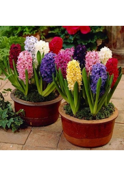10 Adet 10 Farklı Renk Hyacinthus Çiçeği Tohumu + 10 Adet Orkide Çiçek Tohumu
