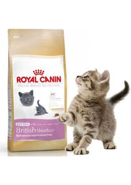 British Shorthair Kitten Yavru Kedi Maması 2 kg