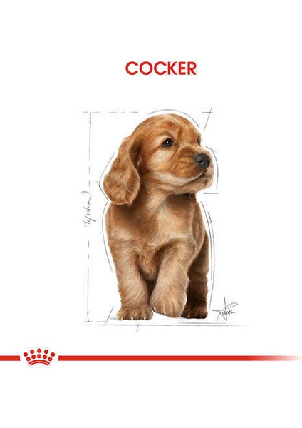 Cocker Junior Yavru Köpek Maması 3 kg