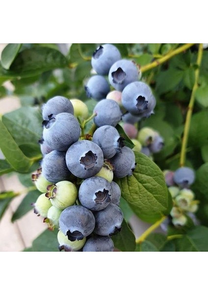 Darrow Cinsi Yaban Mersini Blueberry Fidanı, Tüplü