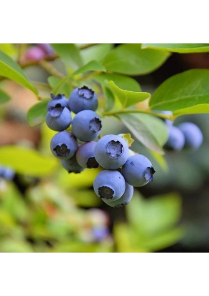 Darrow Cinsi Yaban Mersini Blueberry Fidanı, Tüplü