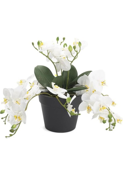 Beyaz Sarkan Orkide 33 cm